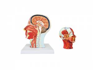 Przekrój głowy z układem mięśniowym oraz naczyniowo-nerwowym