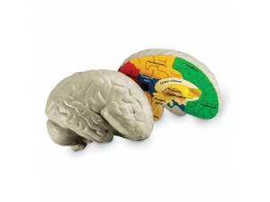 Mózg. Model z pianki
