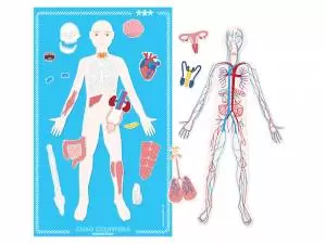 Człowiek i jego anatomia. Tablica magnetyczna