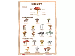 Grzyby. Plakat.