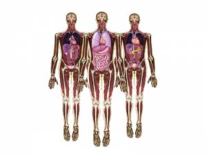 Ciało i organy człowieka. Zdjęcia