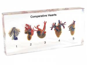 Serca zwierząt. Model w akrylu