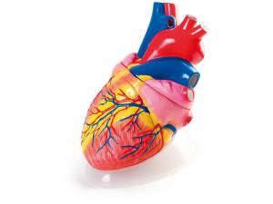 Serce. Model demonstracyjny