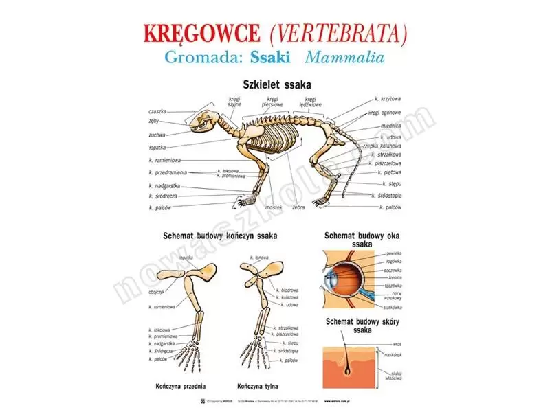 Zoologia. Zestaw 18 tablic dla szkoły średniej Nowa Szkoła